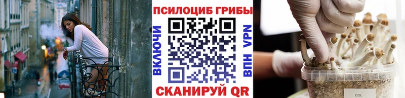 Псилоцибиновые грибы Psilocybine cubensis  Горно-Алтайск 